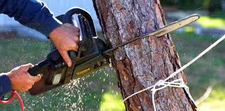 Best Tree Cabling and Bracing  in Sherrill, NY