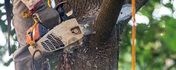 Best Aeration Services  in Sherrill, NY
