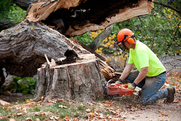 Best Tree Mulching  in Sherrill, NY